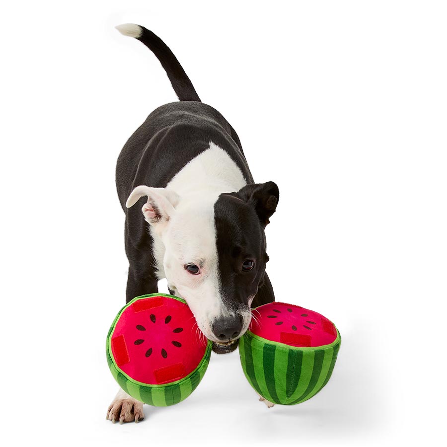 Pets at Home Harry The Chatty Watermelon Squeaky Dog Toy