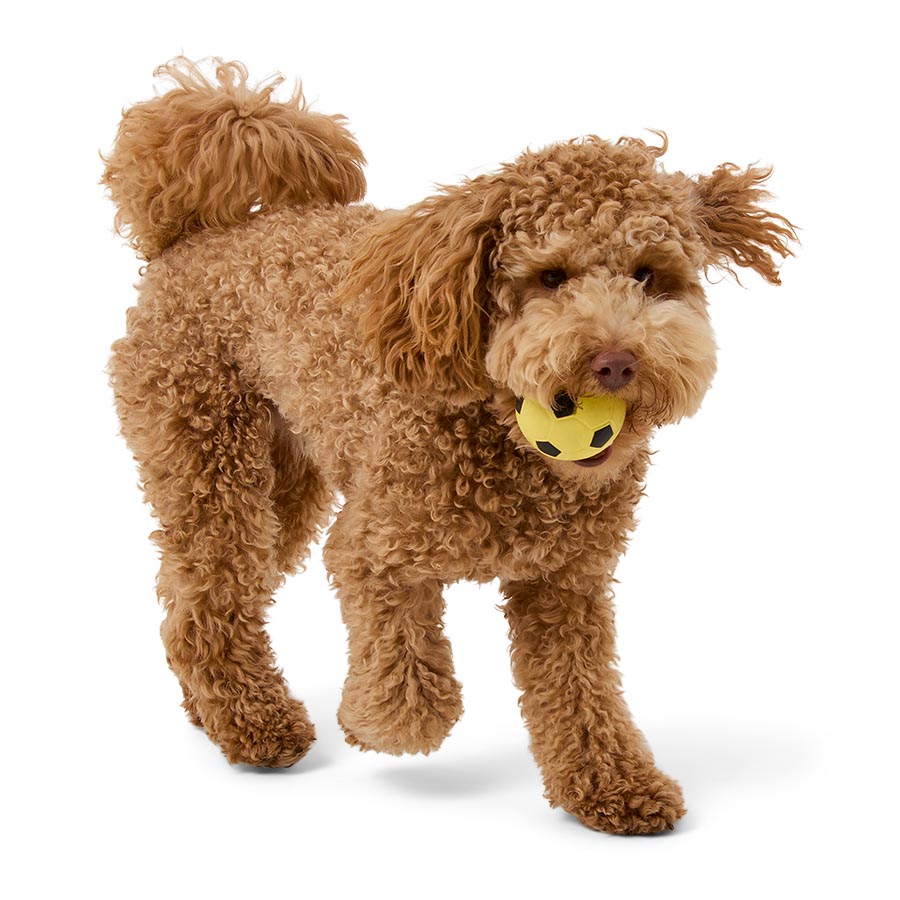 Pets at Home Sponge Ball Dog Toy