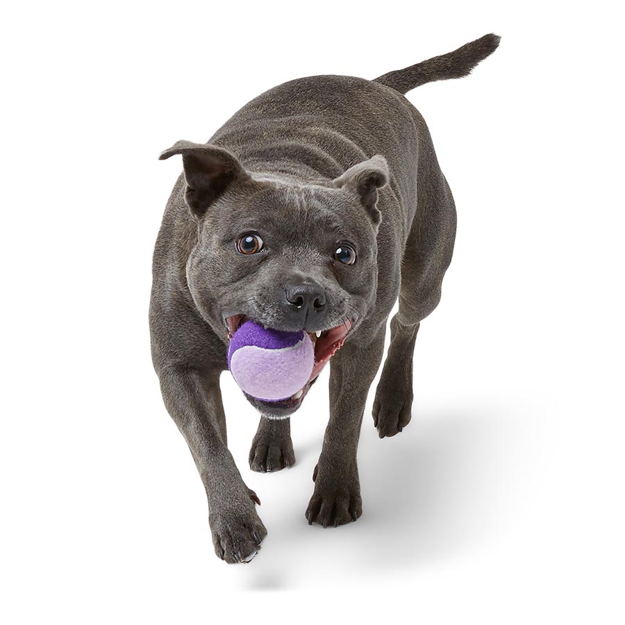 Pets at Home Tennis Ball Dog Toy