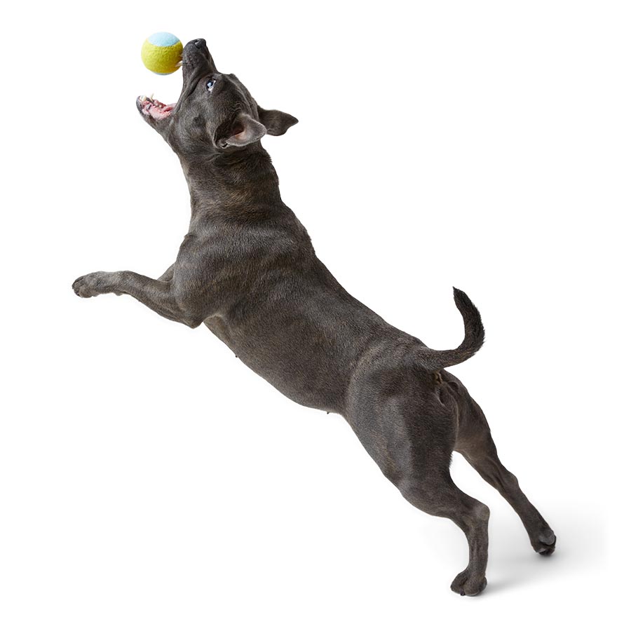 Pets at Home Tennis Ball Dog Toy