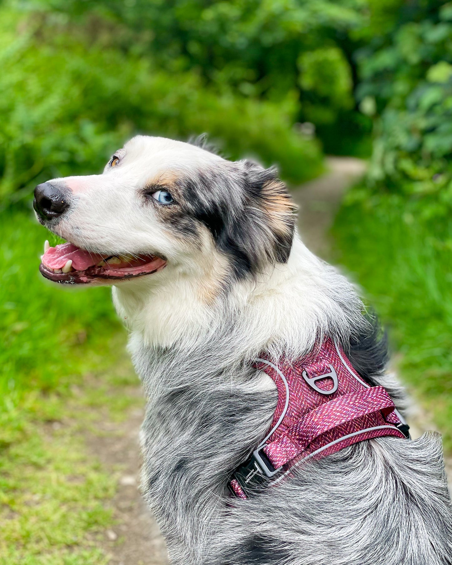 Pawsome Paws Boutique Country Burgundy Tough Trails Dog Harness