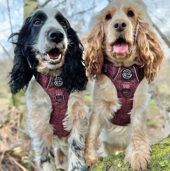 Pawsome Paws Boutique Country Burgundy Tough Trails Dog Harness