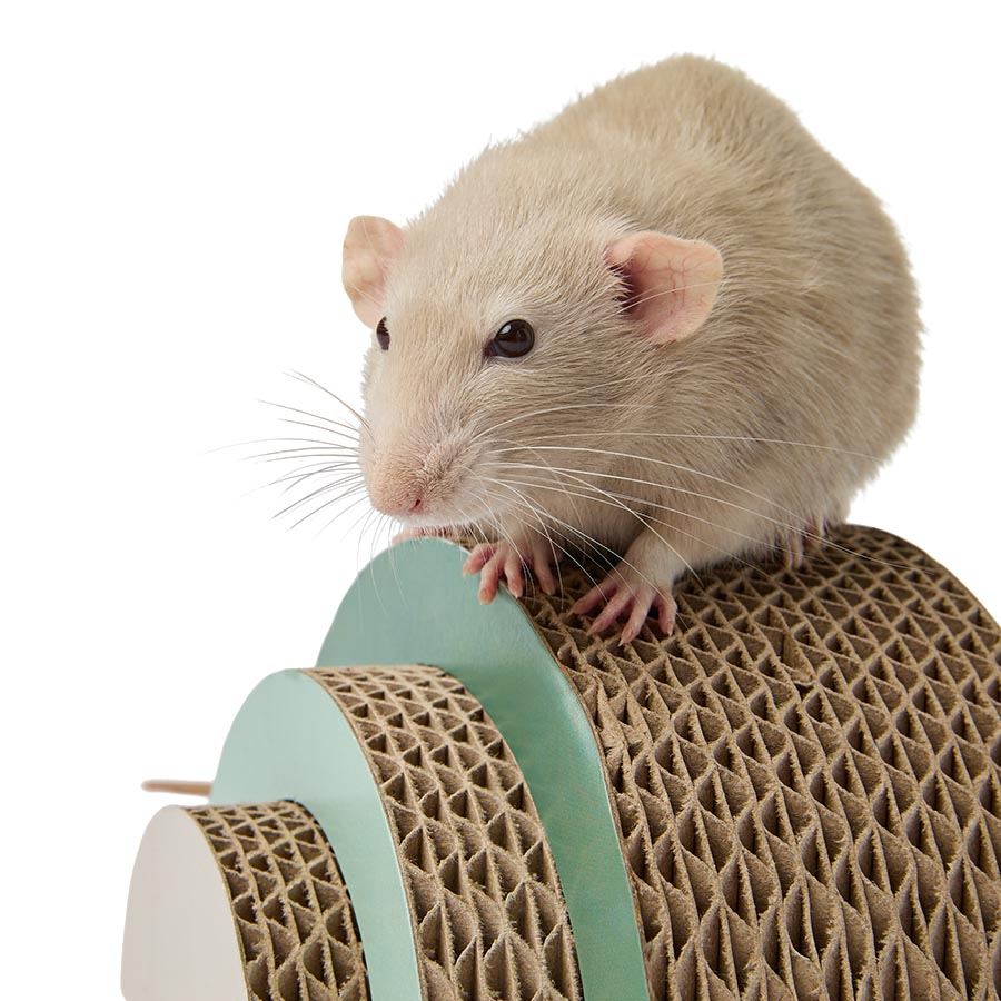 Pets at Home Cardboard Rainbow Small Animal Gnaw