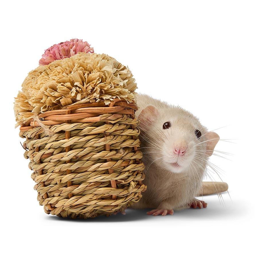 Pets at Home Cupcake Small Animal Gnaw