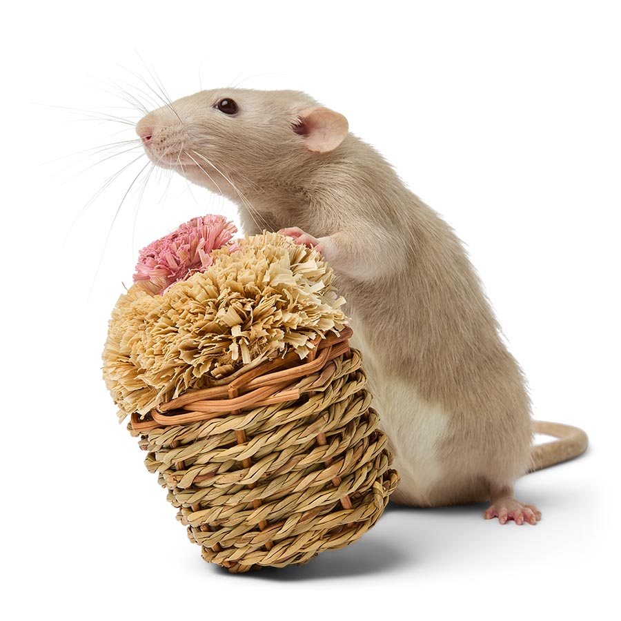 Pets at Home Cupcake Small Animal Gnaw