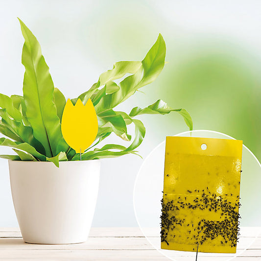Green Protect Pot plant Insect Trap, Pack of 10