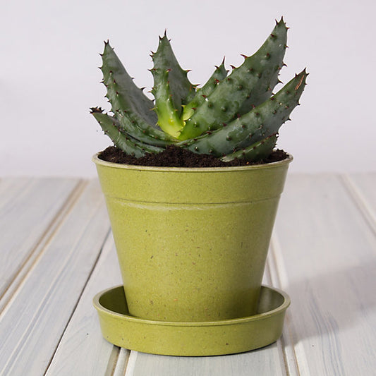 Haxnicks Sage Green Bamboo Plant pot (Dia) 7.5cm, (H)6.4cm, Pack of 5