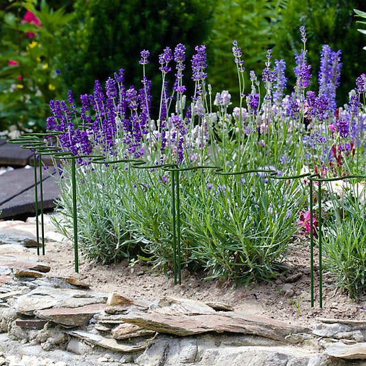 Panacea Steel Curved Plant support frame (L)60cm (Dia)33cm