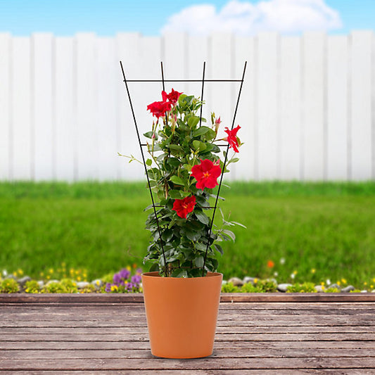 Panacea Steel Fan Plant support frame (L)91cm (Dia)38cm