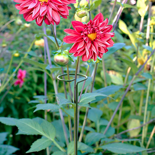 Panacea Steel Single stem Plant support (L)91cm (Dia)8.6cm, Pack of 3