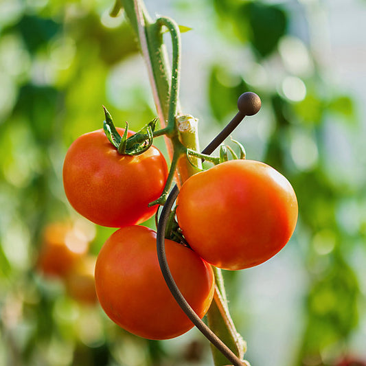 Panacea Steel Spiral Plant support frame (L)150cm (Dia)8cm