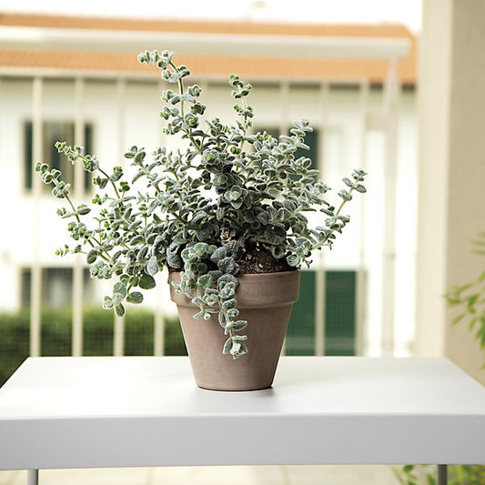 Verve Laleh Grey Terracotta Grow pot (Dia) 13.1cm, (H)11.3cm, 1L