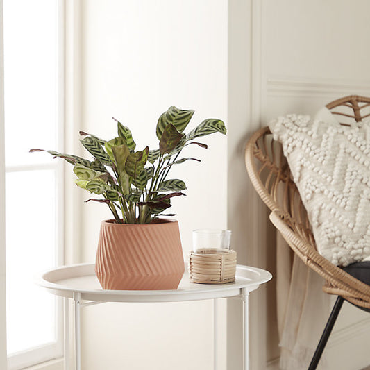 Verve Lummi Brown Slanting stripes Terracotta Plant pot (Dia) 20cm, (H)13cm