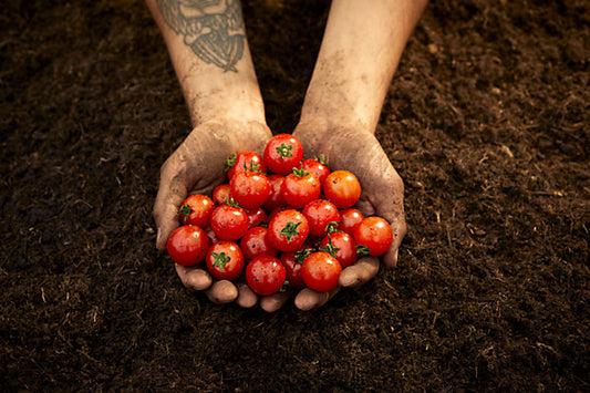 Verve Mamaterra Tomato Plant feed Liquid 100m² 1L