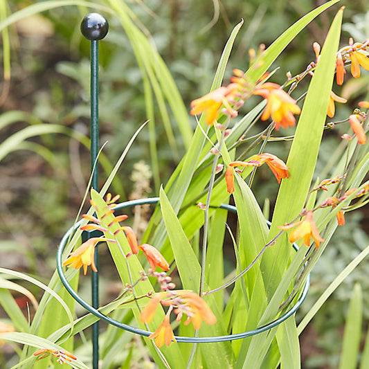 Verve Steel Ring Plant support (L)3cm (Dia)23cm