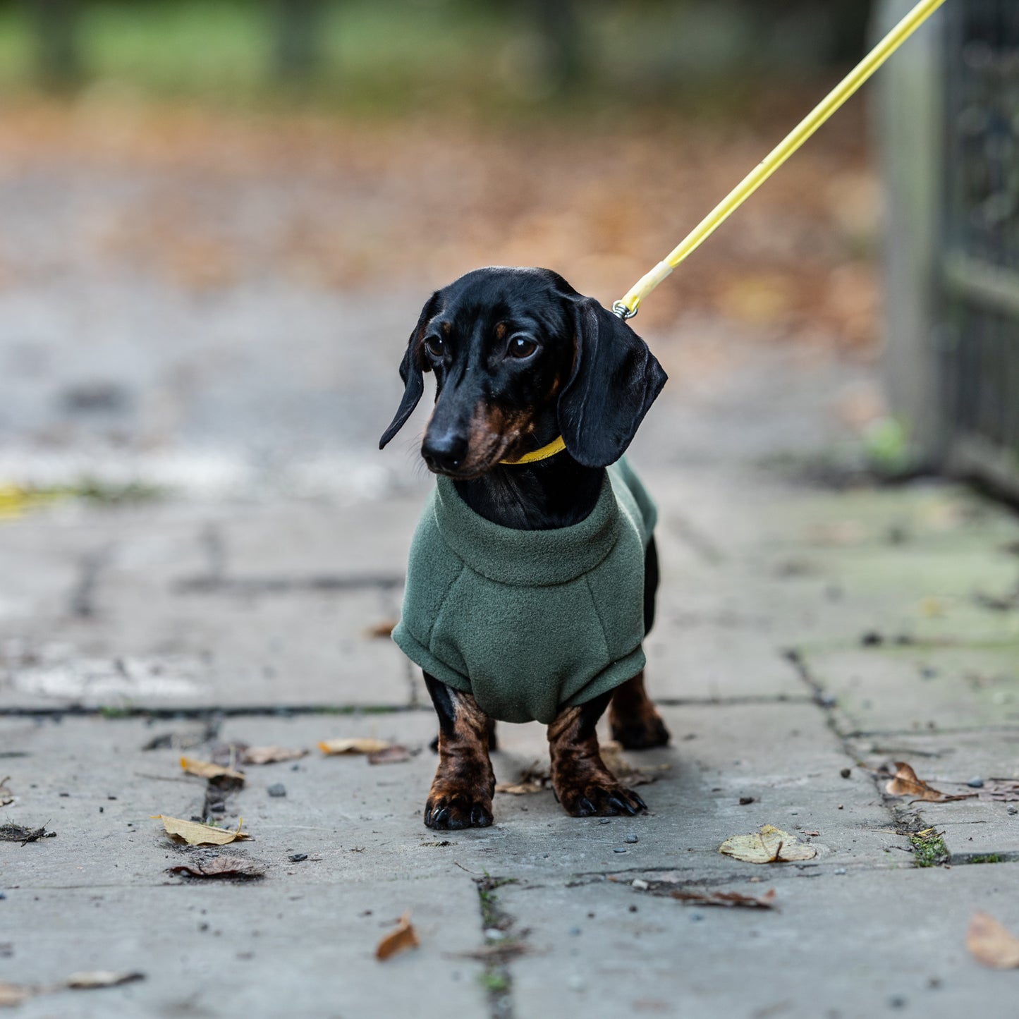 Stix & Co Dachshund Dog Coat Earth Green