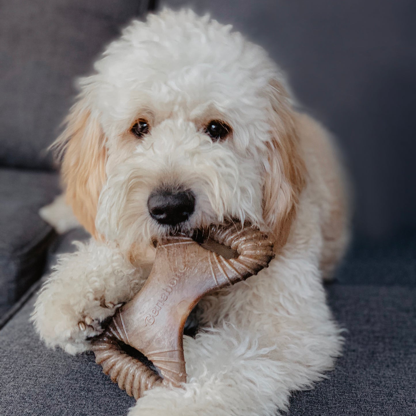 Benebone Dental Durable Bacon Flavour Dog Chew Toy