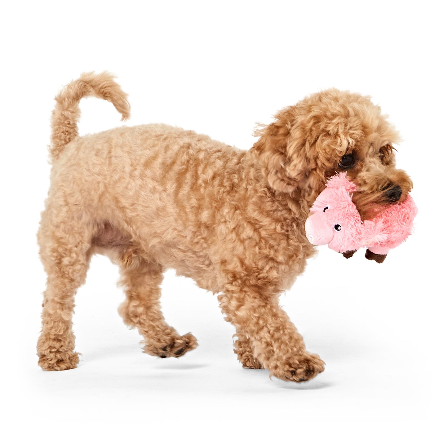 Pets at Home Dog Toy Pig Ball