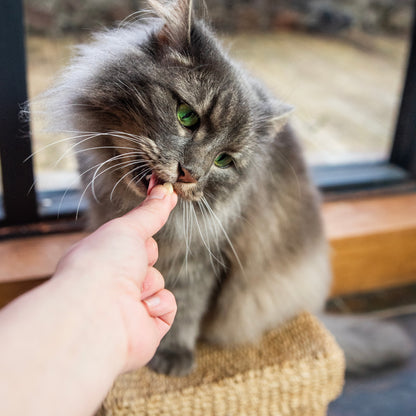 HiLIfe Tasty Chicken Cat Treats