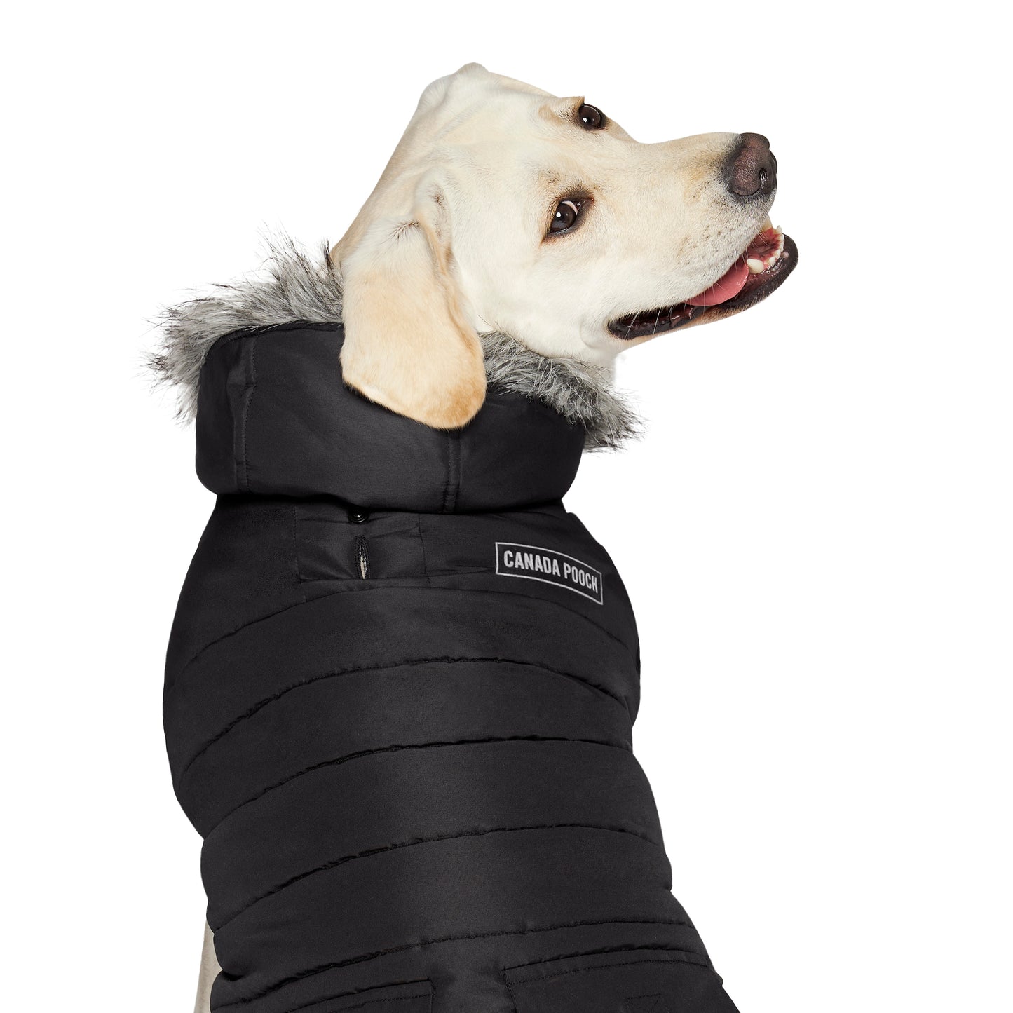 Canada Pooch True North Parka Dog Coat Black