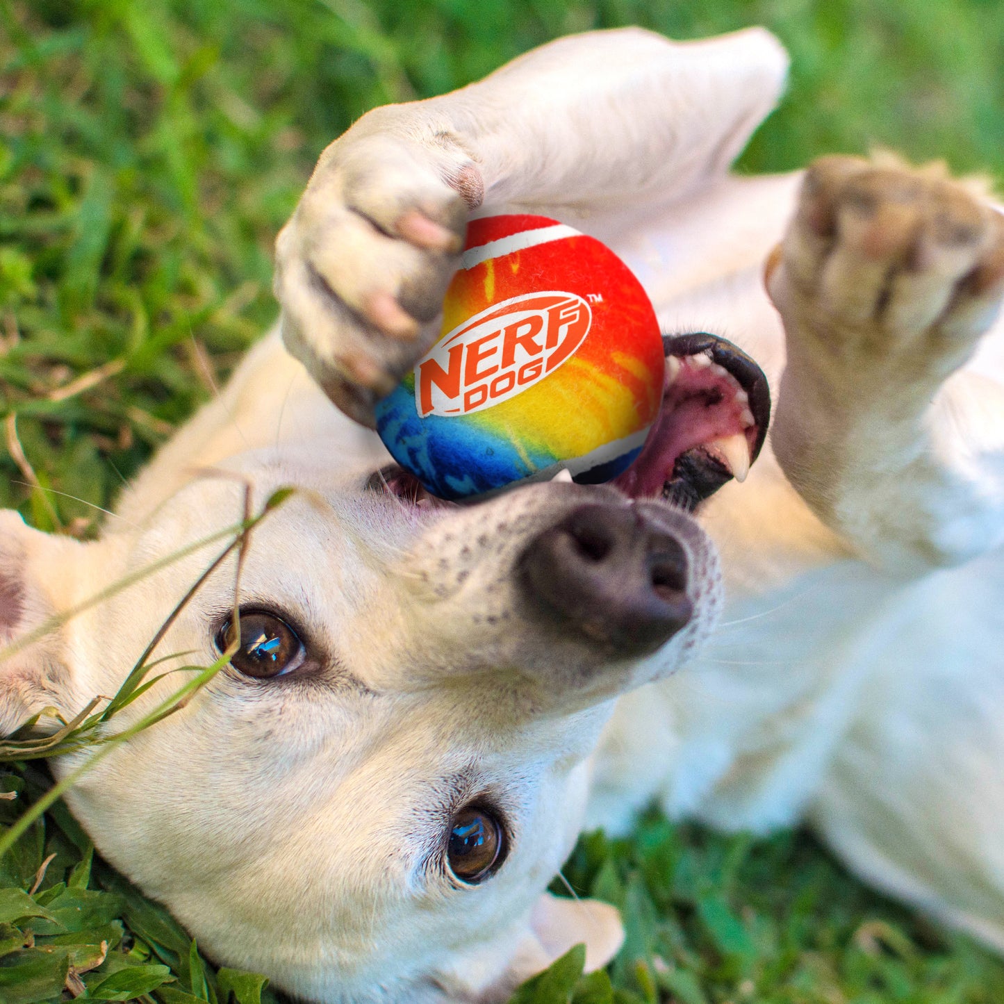Nerf Compact Blaster & Tennis Ball Dog Toys x2