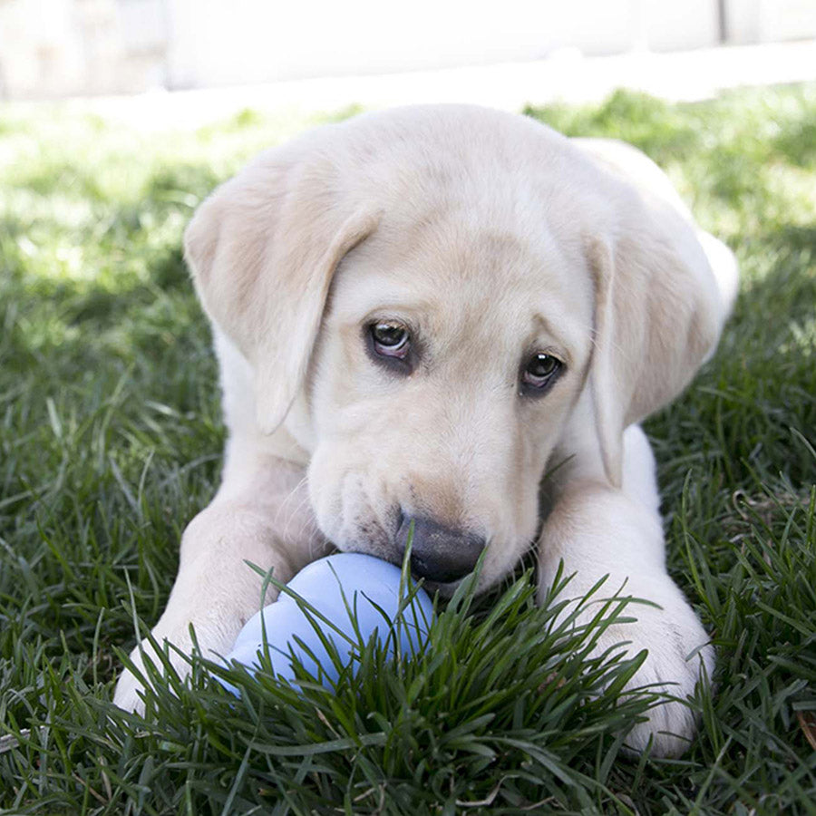 KONG Puppy Chew Treat Toy