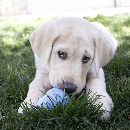 KONG Puppy Chew Treat Toy