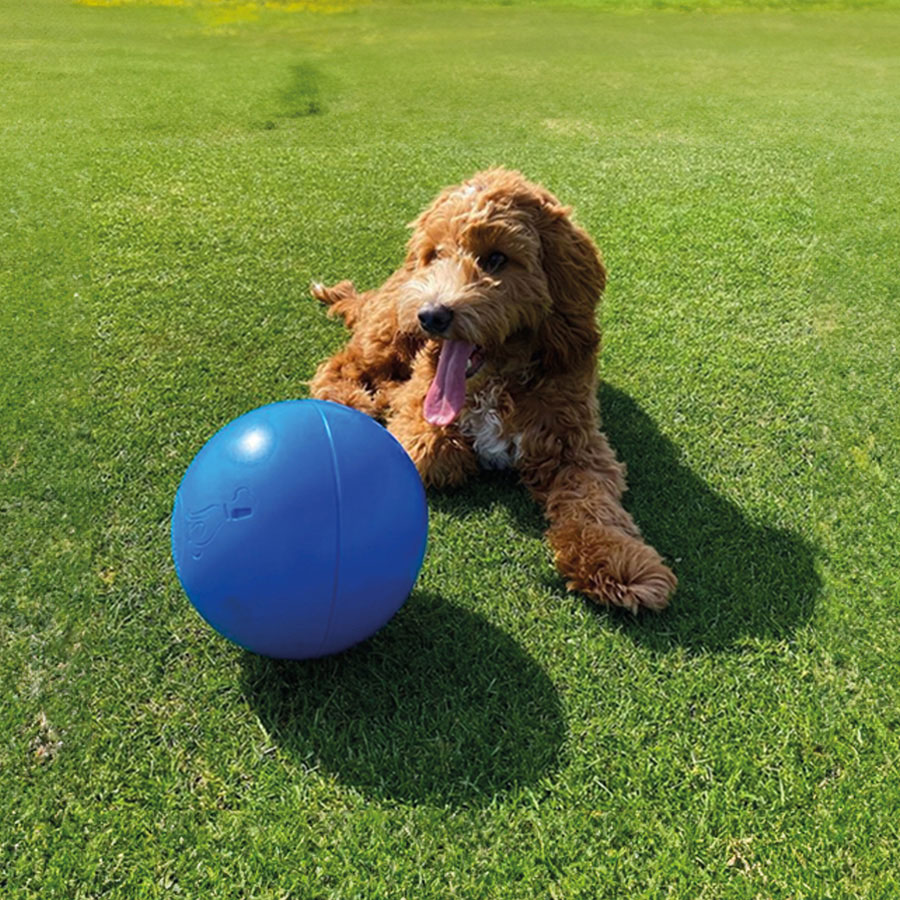 Company of Animals Boomer Ball Dog Toy 20cm