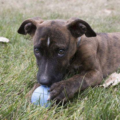 Kong Puppy Ball with Hole Dog Toy Medium/Large