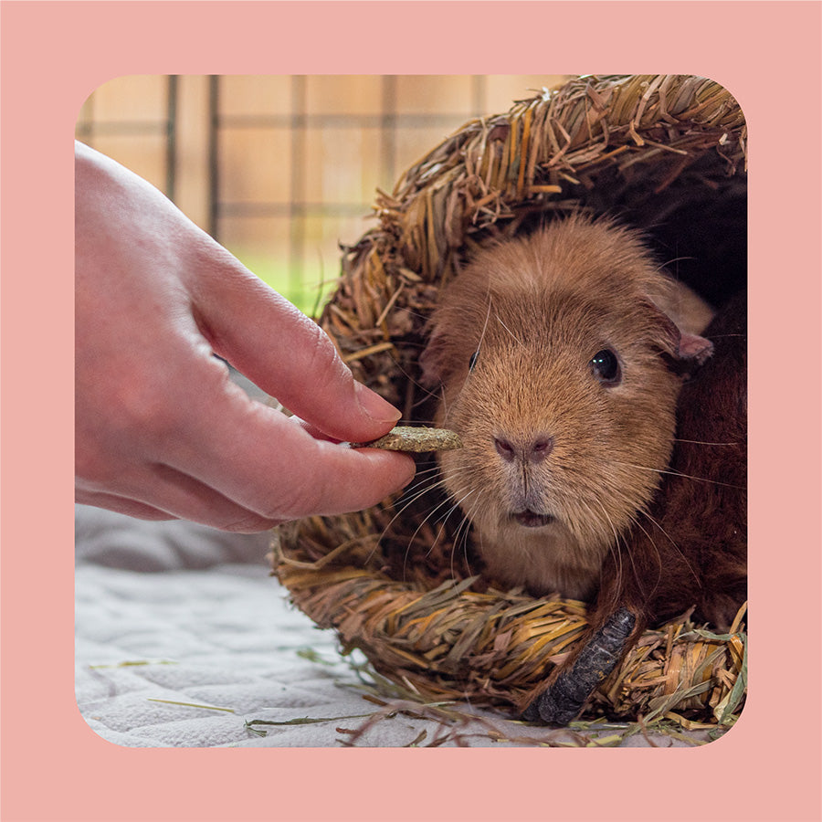Burgess Excel Small Animal Treats Forage & Feast Hay Bar Rose 60g