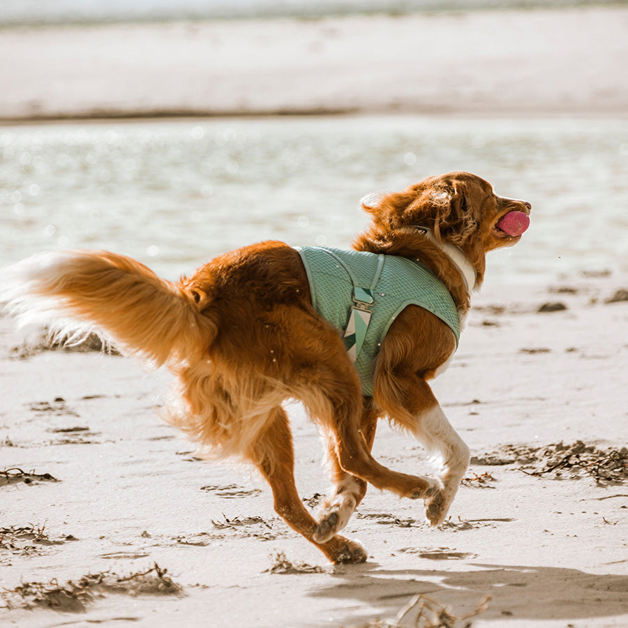 Hurtta Cooling Dog Wrap Aquamarine
