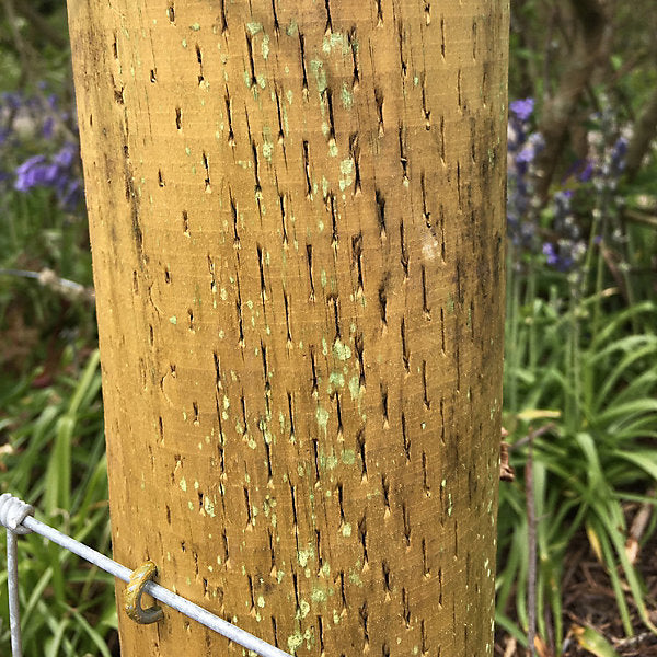 Forest Garden Natural Timber Garden stake (L)0.09m (W)85mm