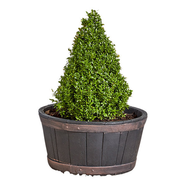 Verve Brown Wood effect Barrel Plastic Plant pot (Dia) 52cm, (H)24.5cm